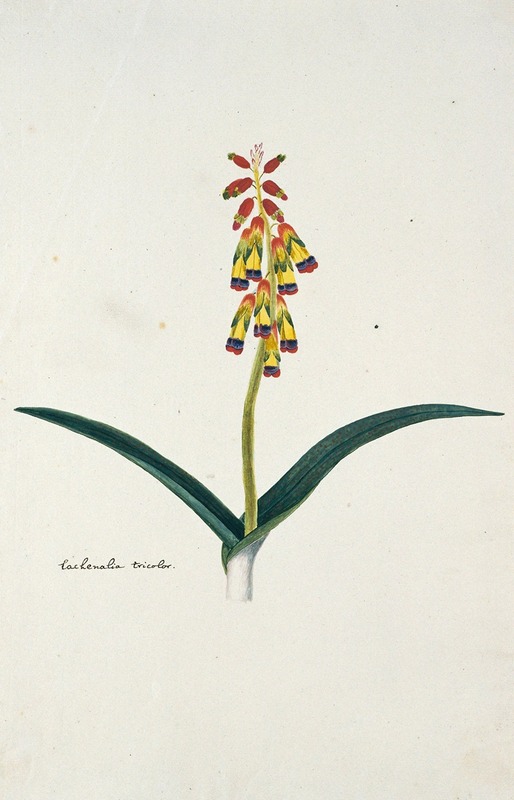 Robert Jacob Gordon - Lachenalia aloides (L.f.) Engl. var. quadricolor.