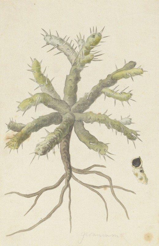 Robert Jacob Gordon - Monsonia patersonii or Monsonia sp.