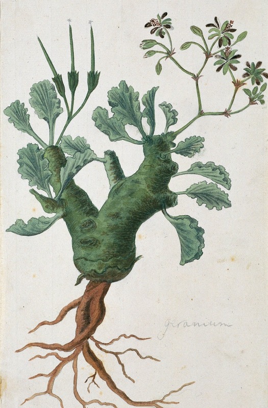 Robert Jacob Gordon - Pelargonium klinghardtense Knuth