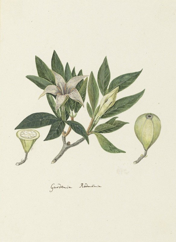 Robert Jacob Gordon - Rothmannia capensis Thunb, formerly gardenia capensis Druce (Wild Gardenia or common Rothmannia)