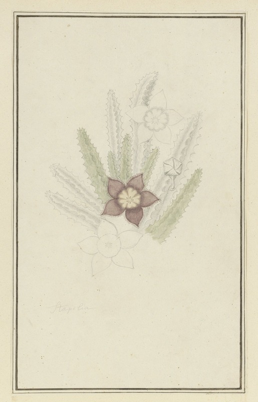 Robert Jacob Gordon - Stapelia hirsute L. (Starfish flower)