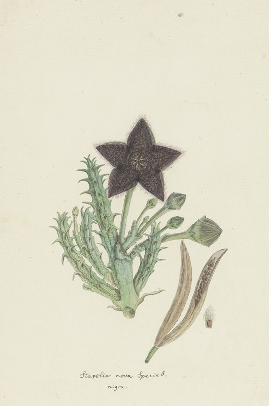Robert Jacob Gordon - Tridentea gemmiflora (Masson) Haw.(Stapelia gemmiflora)