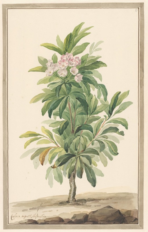 Willem van Leen - Smalbladige lepelboom in landschap (Kalmia Angustifolio)