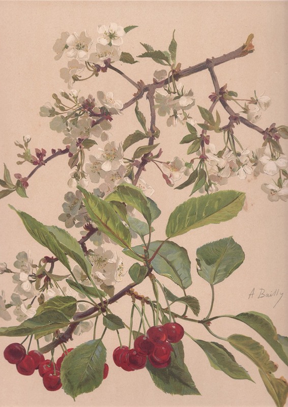 Alice Bailly - Aquarelle d’une branche de cerisier