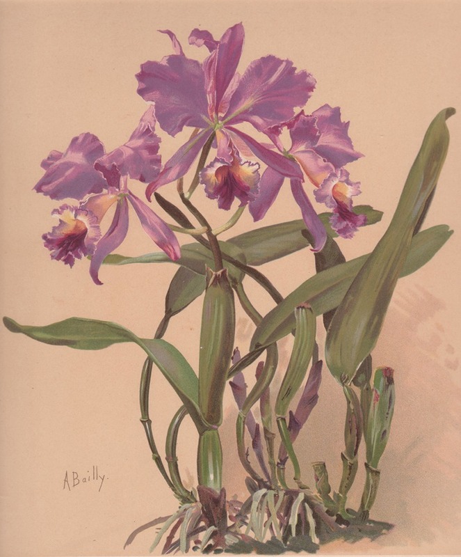 Alice Bailly - Aquarelle d’une orchidée du genre Cattleya