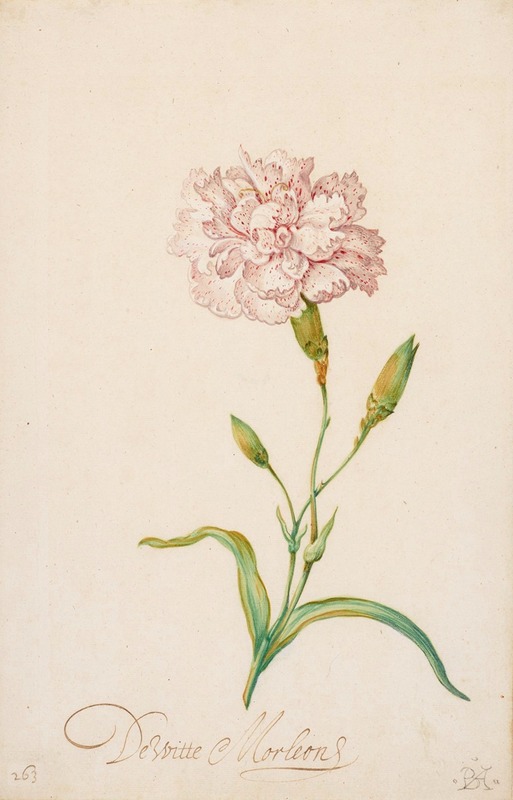 Balthasar van der Ast - Pink Carnation