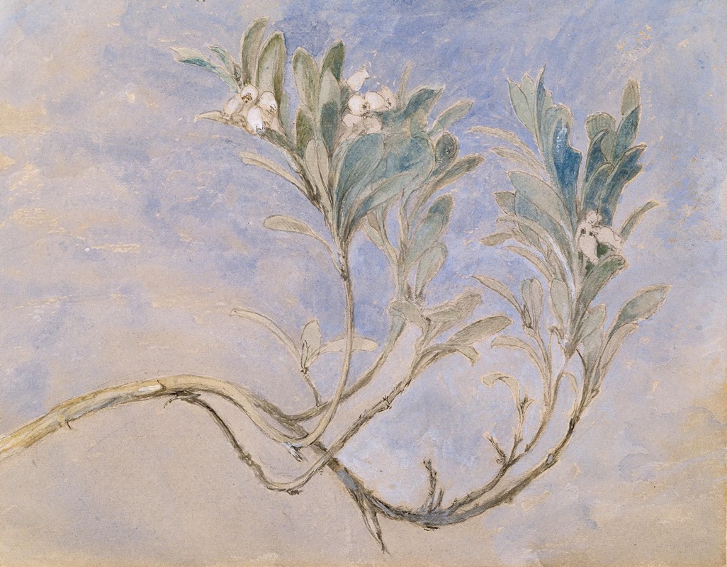 John Ruskin - Study of a Sprig of a Myrtle Tree