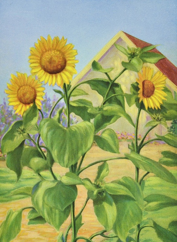 Lafayette F. Cargill - Sunflower