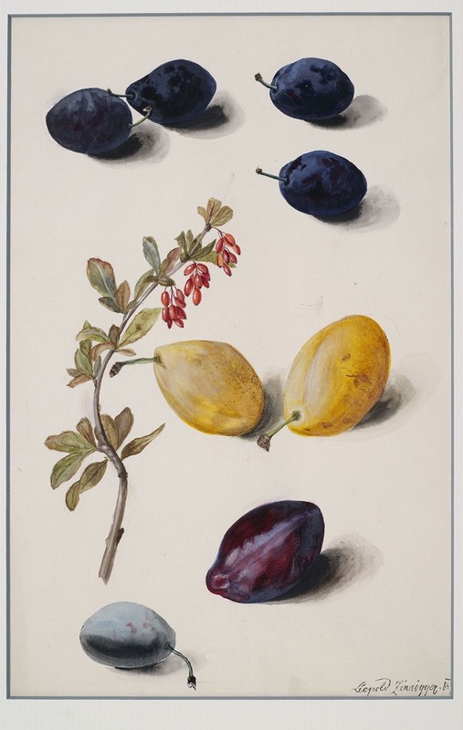 Leopold Zinnögger - Fruits