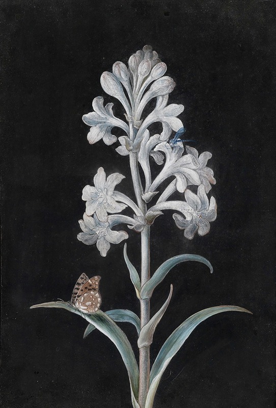 Margaretha Barbara Dietzsch - Weiße Hyacinthe