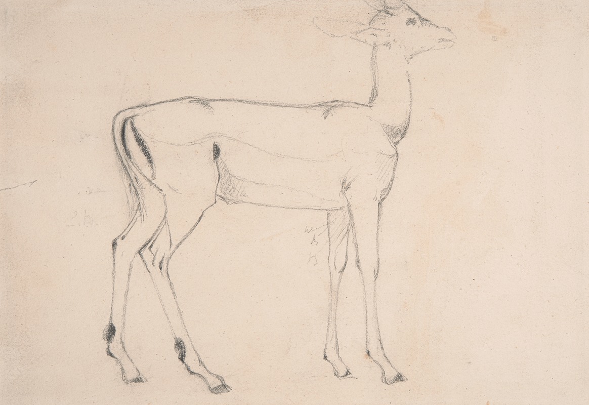 Samuel Daniell - Study of a Standing Deer