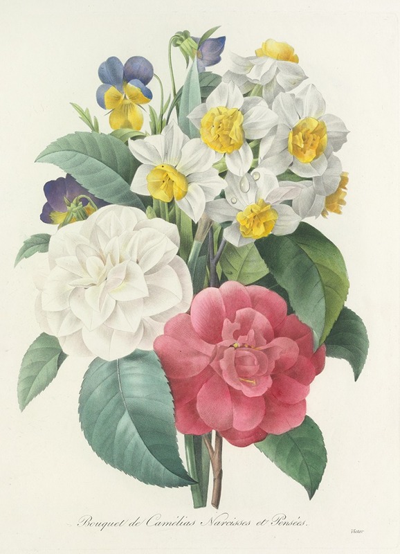 Pierre Joseph Redouté - Choix des plus belles fleurs pl 015