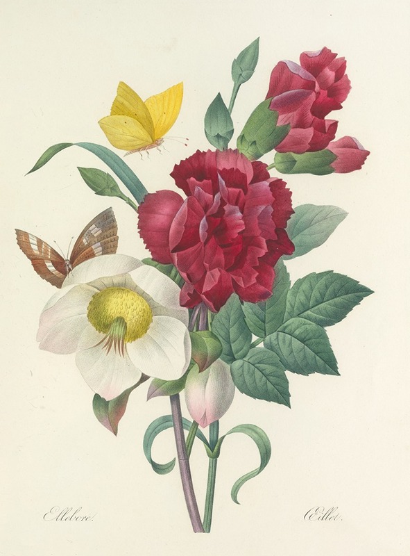 Choix des plus belles fleurs pl 037 by Pierre Joseph Redouté - Artvee
