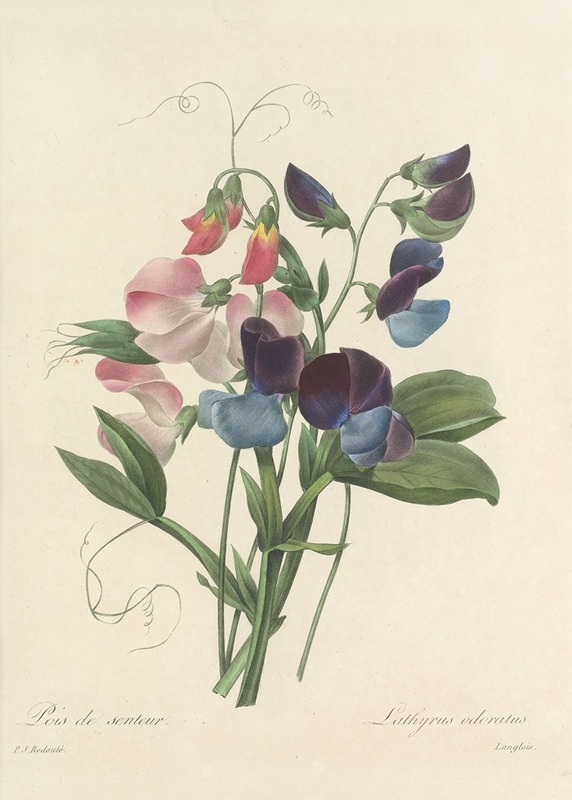 Pierre Joseph Redouté - Choix des plus belles fleurs pl 039