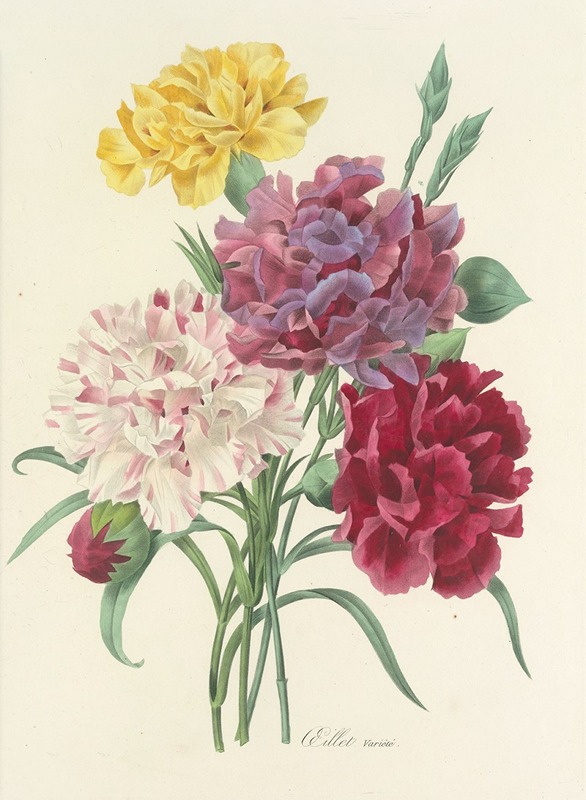 Pierre Joseph Redouté - Choix des plus belles fleurs pl 057