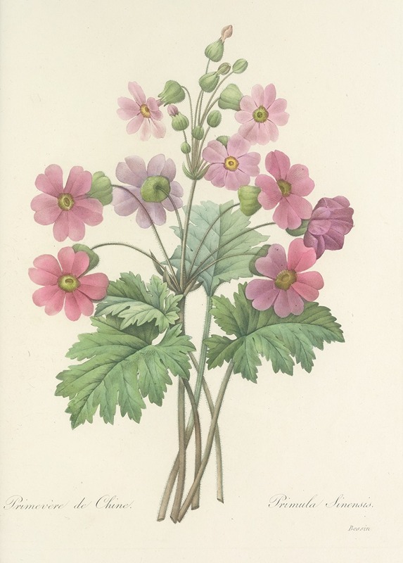 Choix des plus belles fleurs pl 081 by Pierre Joseph Redouté - Artvee