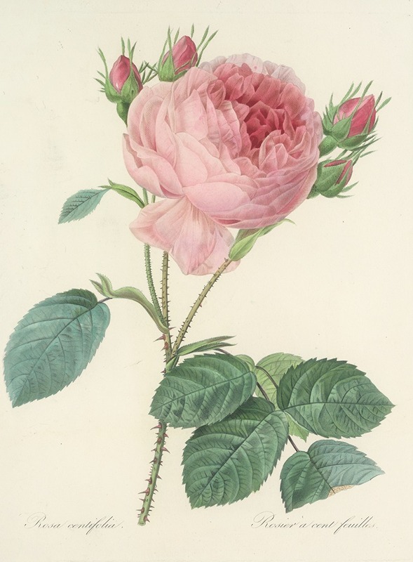 Choix des plus belles fleurs pl 086 by Pierre Joseph Redouté - Artvee