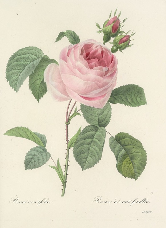 Pierre Joseph Redouté - Choix des plus belles fleurs pl 087