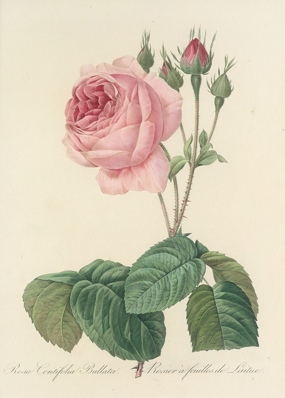 Choix des plus belles fleurs pl 089 by Pierre Joseph Redouté - Artvee