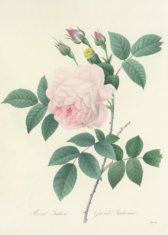 Pierre Joseph Redouté - Choix des plus belles fleurs pl 091