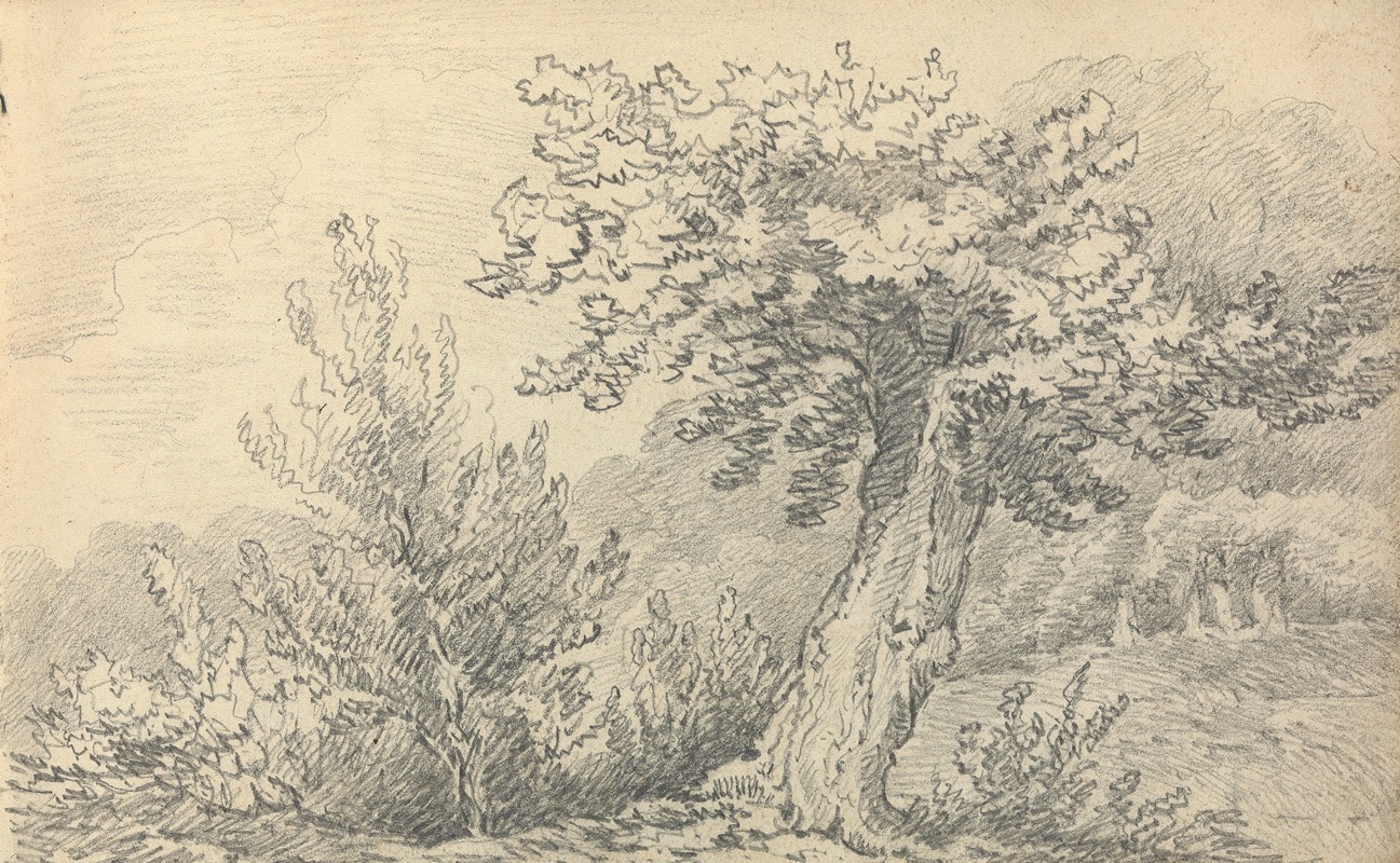Thomas Bradshaw - Study of Trees and Shrubs