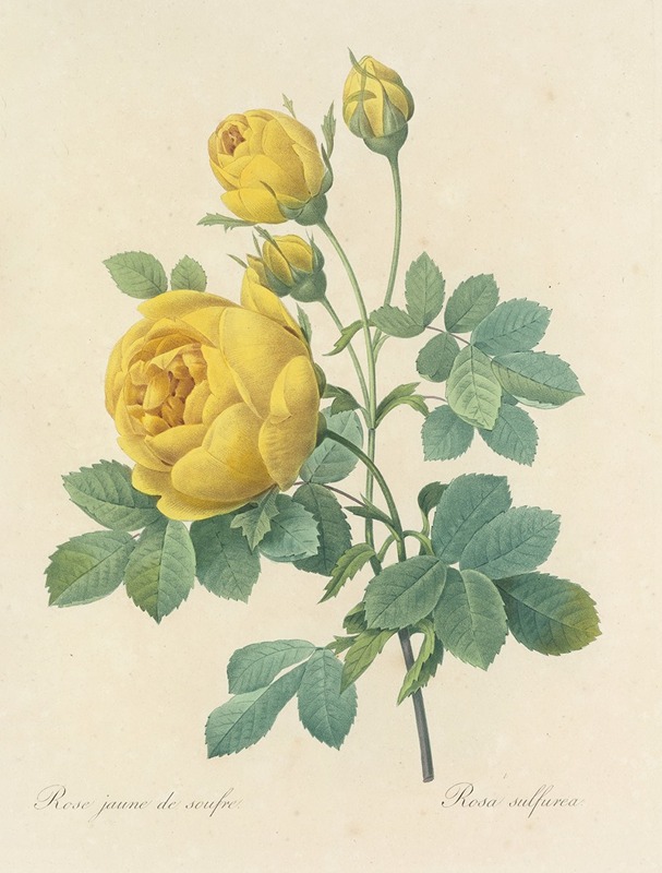 Pierre Joseph Redouté - Choix des plus belles fleurs pl 096