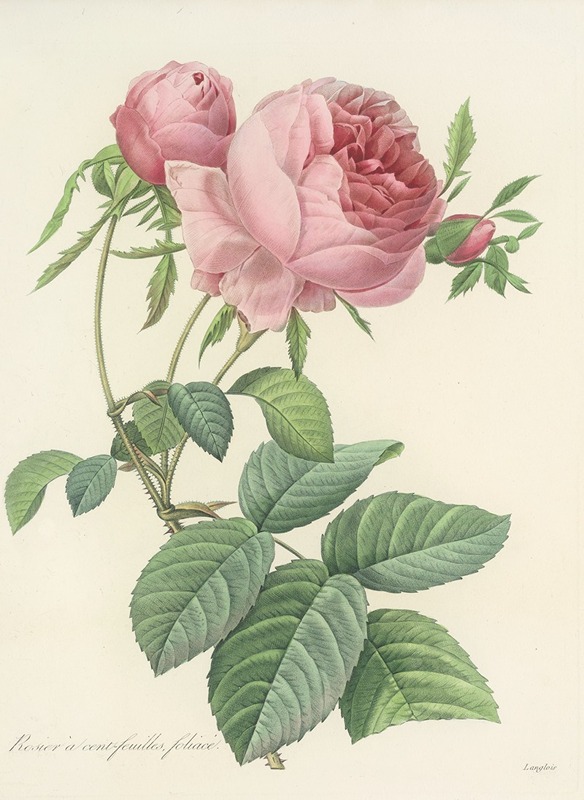 Pierre Joseph Redouté - Choix des plus belles fleurs pl 099