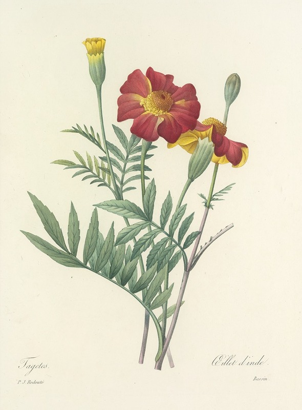Pierre Joseph Redouté - Choix des plus belles fleurs pl 104
