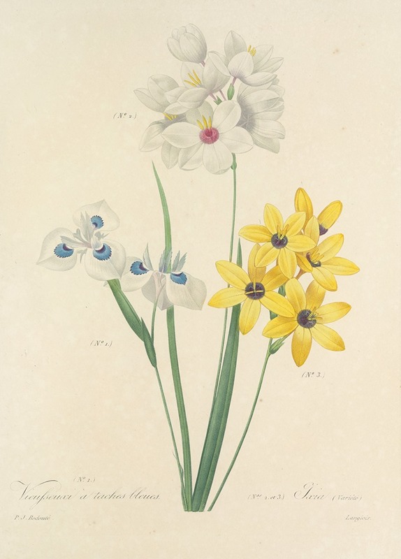Pierre Joseph Redouté - Choix des plus belles fleurs pl 111