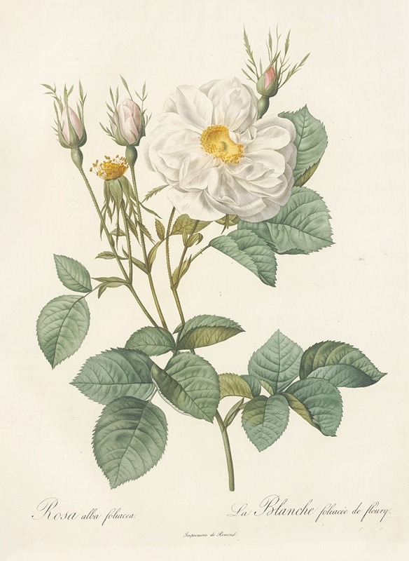 Pierre Joseph Redouté - Rosa Alba foliacea