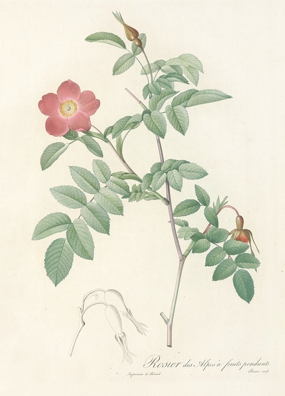 Pierre Joseph Redouté - Rosa Alpina Pendulina