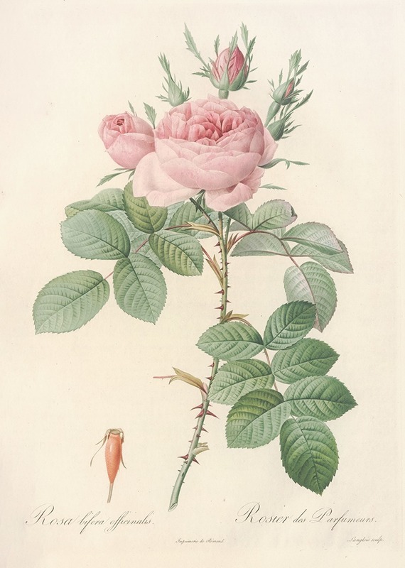Pierre Joseph Redouté - Rosa bifera Officinalis