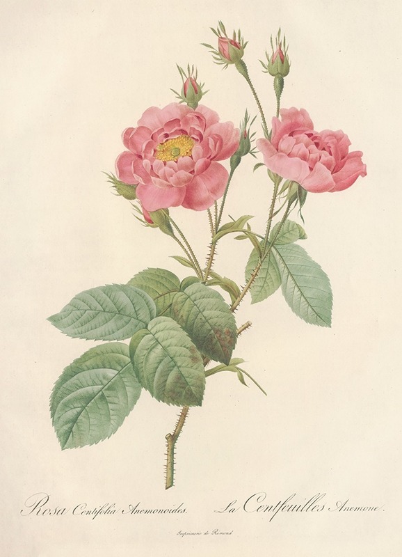 Pierre Joseph Redouté - Rosa Centifolia Anemonoides