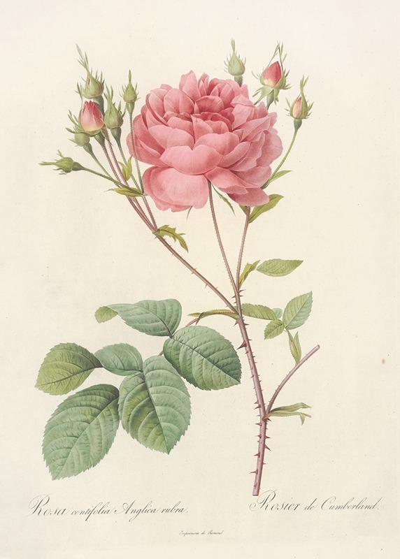 Rosa Centifolia Anglica Rubra by Pierre Joseph Redouté - Artvee