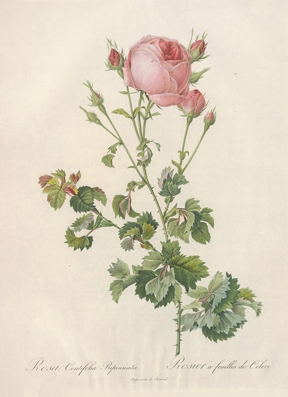 Pierre Joseph Redouté - Rosa Centifolia Bipinnata