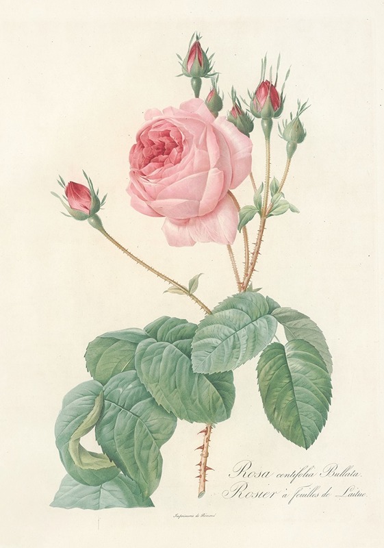 Pierre Joseph Redouté - Rosa Centifolia Bullata