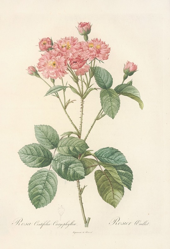 Pierre Joseph Redouté - Rosa Centifolia Caryophyllea