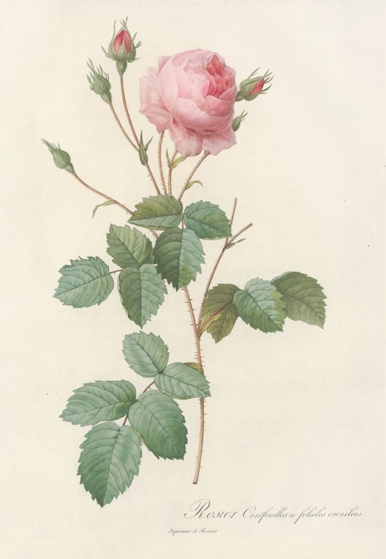 Pierre Joseph Redouté - Rosa Centifolia Crenata