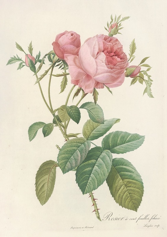Pierre Joseph Redouté - Rosa Centifolia Foliacea