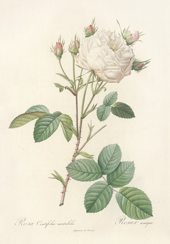 Pierre Joseph Redouté - Rosa Centifolia Mutabilis