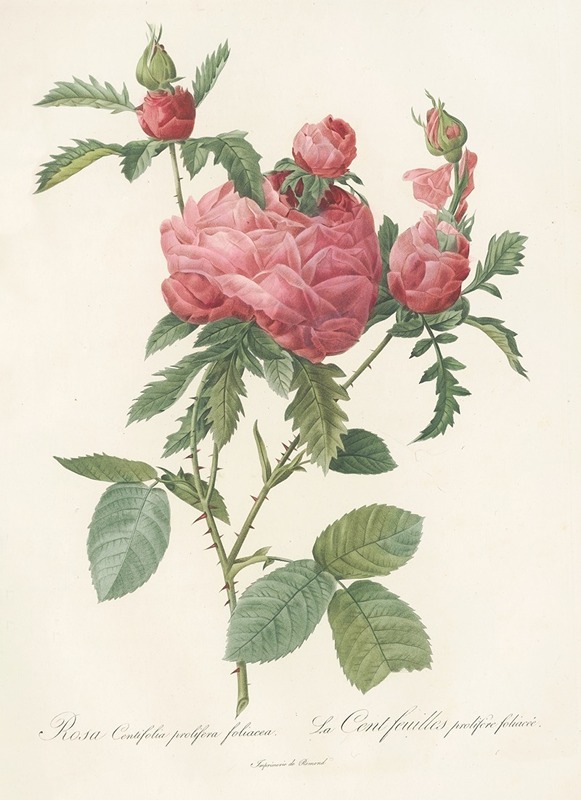 Rosa Centifolia Prolifera Foliacea by Pierre Joseph Redouté - Artvee