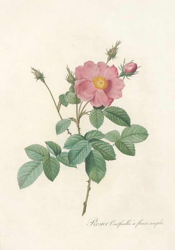 Pierre Joseph Redouté - Rosa Centifolia Simplex