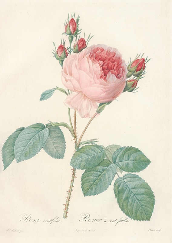 Pierre Joseph Redouté - Rosa Centifolia