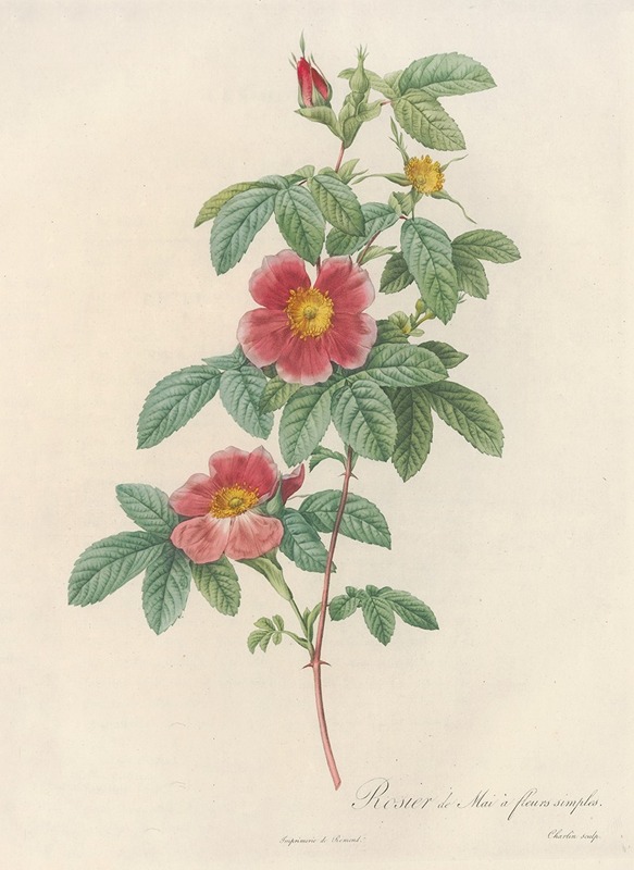 Pierre Joseph Redouté - Rosa Cinnamomea Flore Simplici