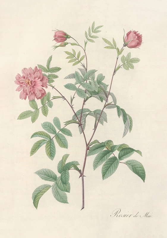 Pierre Joseph Redouté - Rosa Cinnamomea Maialis