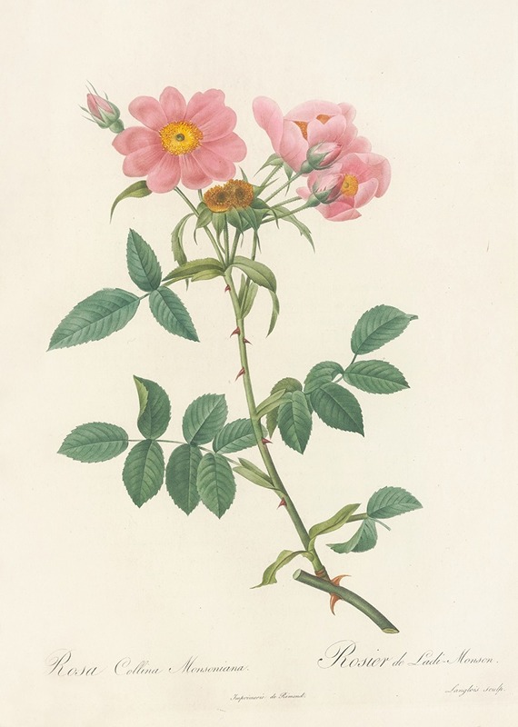 Rosa Collina Monsoniana by Pierre Joseph Redouté - Artvee