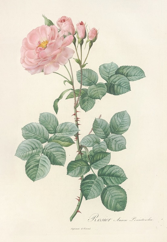 Rosa Damascena Aurora by Pierre Joseph Redouté - Artvee