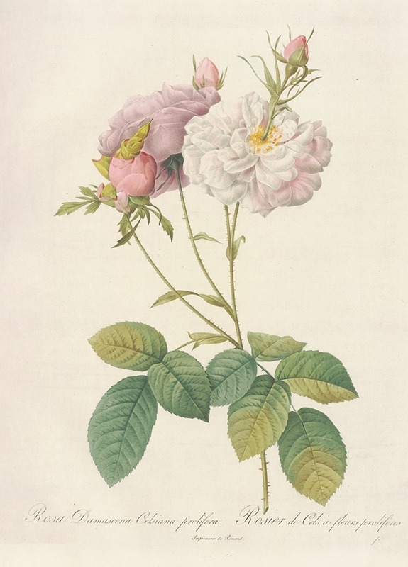 Rosa Damascena Celsiana Prolifera by Pierre Joseph Redouté - Artvee