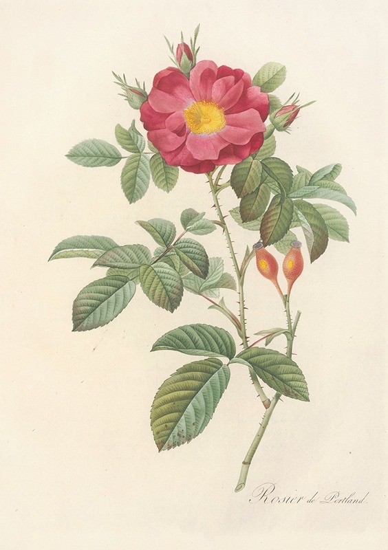 Rosa Damascena Coccinea by Pierre Joseph Redouté - Artvee