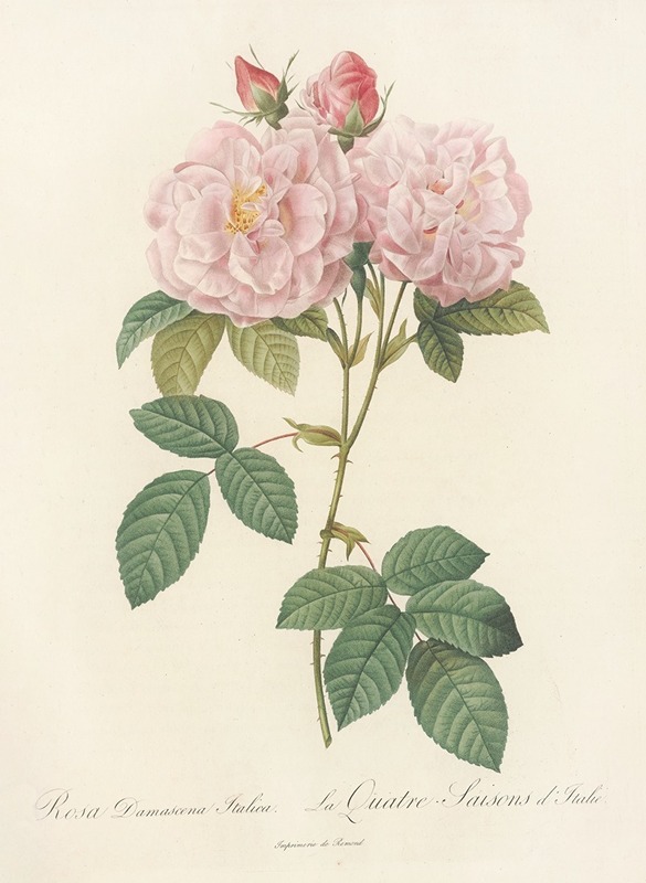Pierre Joseph Redouté - Rosa Damascena Italica